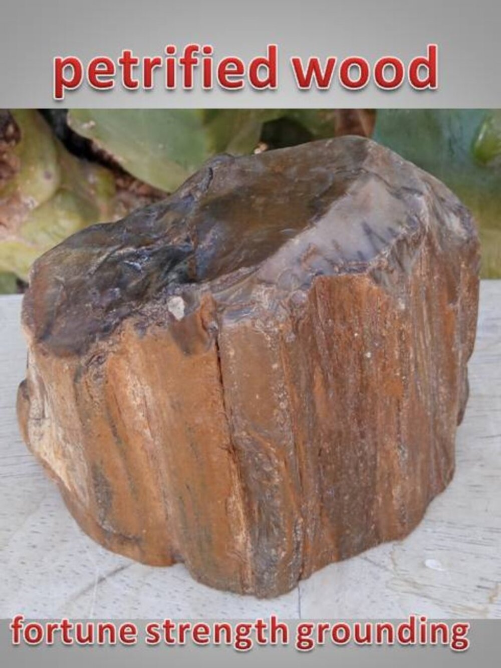 #3 Petrified Wood chunk stone fossil FORTUNE strength CALMNESS